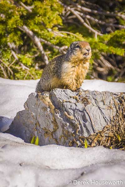 Columbia Ground Squirrel