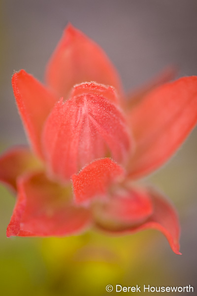Alpine Paintbrush