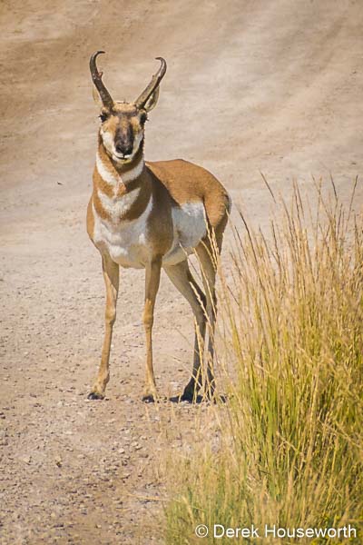 Pronghorn