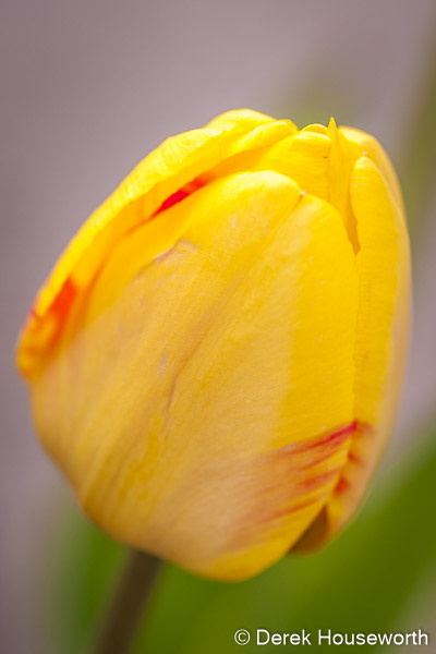 Olympic Flame Tulip