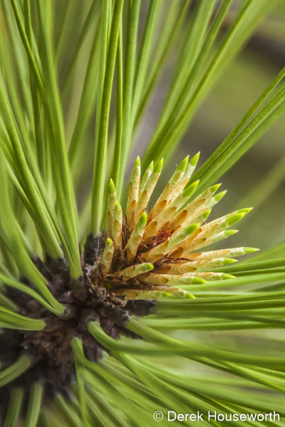 Ponderosa Pine Needles