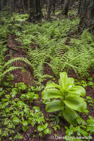 Verdant