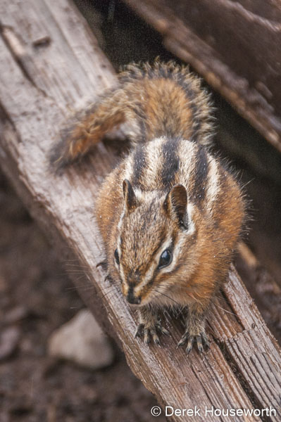 Yellow-pine Chipmunk