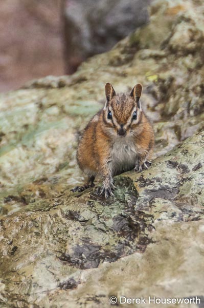 Yellow-pine Chipmunk