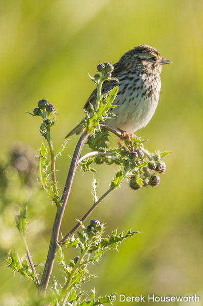 Song Sparrow
