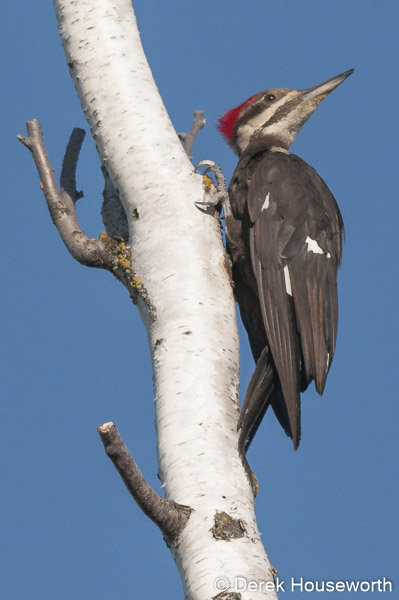 Pileated Woodpecker