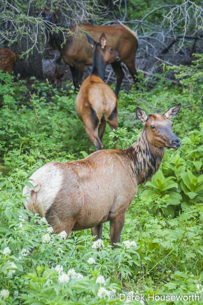 Cow Elk