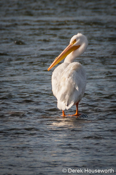 American White Pelican