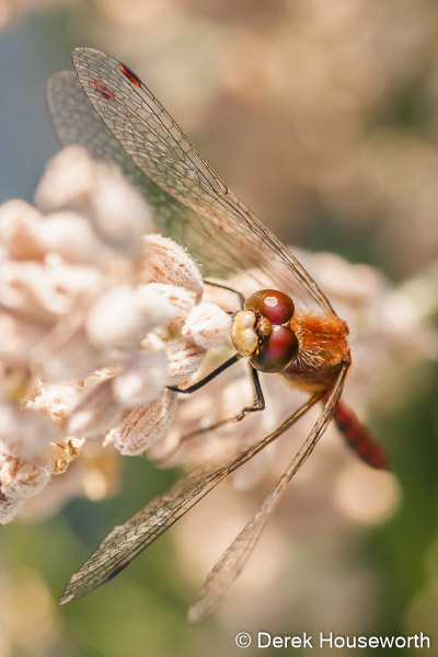 Ruby Meadowhawk