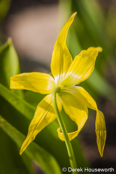Glacier Lily